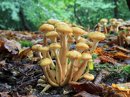 Honiggelber Hallimasch, Armillaria mellea