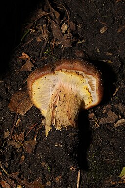 Dunkler Hallimasch, Armillaria ostoyae