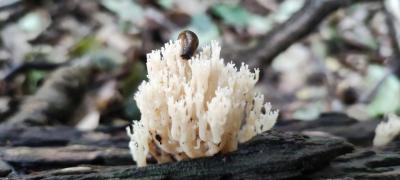 Verzweigte Becherkoralle, Artomyces pyxidatus