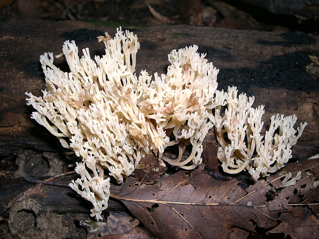 Verzweigte Becherkoralle, Artomyces pyxidatus