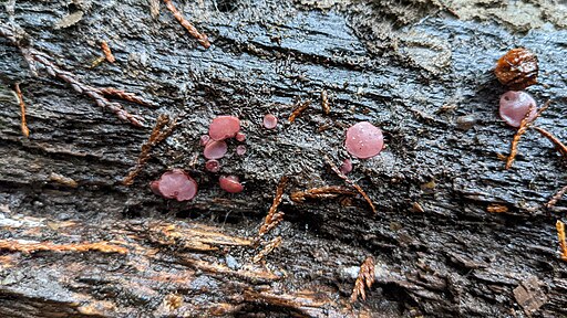 Großsporiger Gallertbecher, Ascocoryne cylichnium