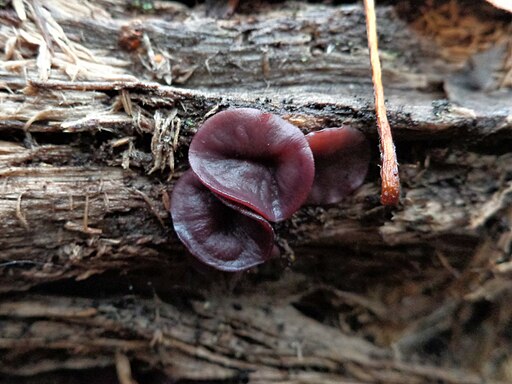 Großsporiger Gallertbecher, Ascocoryne cylichnium