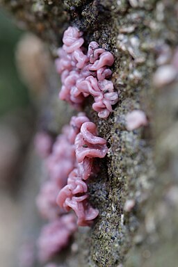 Fleischroter Gallertbecher, Ascocoryne sarcoides