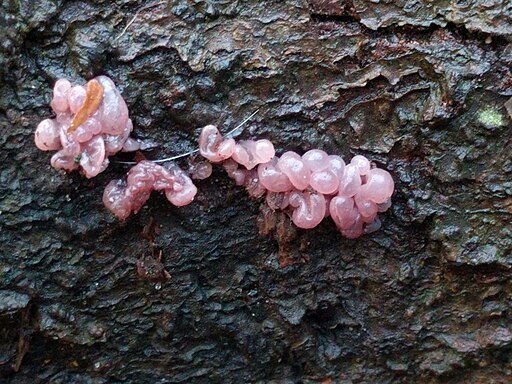Fleischroter Gallertbecher, Ascocoryne sarcoides
