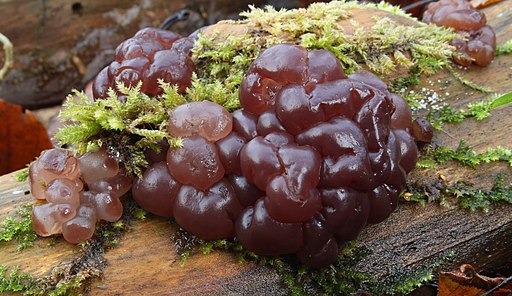 Buchen-Schlauchzitterling, Ascotremella faginea