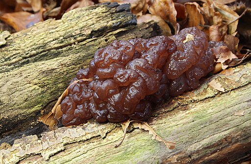 Buchen-Schlauchzitterling, Ascotremella faginea