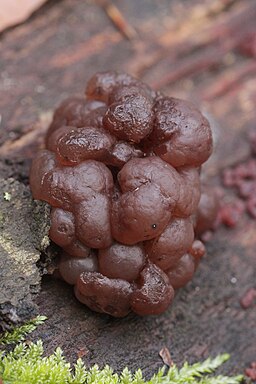 Buchen-Schlauchzitterling, Ascotremella faginea