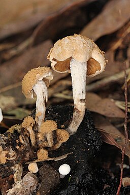 Stäubender Zwitterling, Asterophora lycoperdoides
