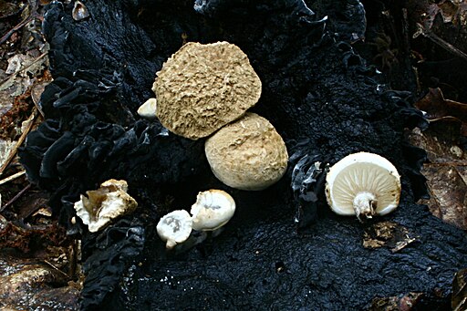 Stäubender Zwitterling, Asterophora lycoperdoides