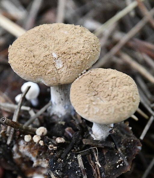 Stäubender Zwitterling, Asterophora lycoperdoides