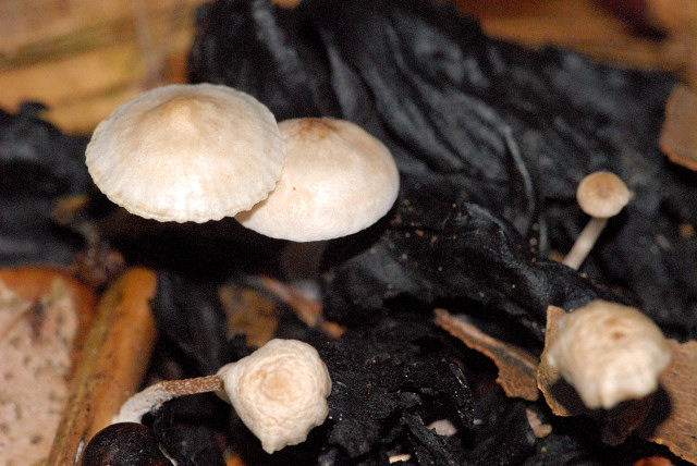 Beschleierter Zwitterling, Asterophora parasitica