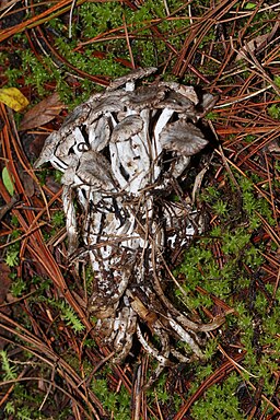 Beschleierter Zwitterling, Asterophora parasitica