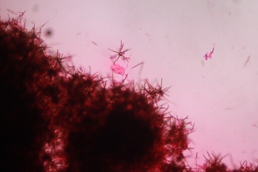 Ockerfarbener Sternsetenpilz, Asterostroma cervicolor