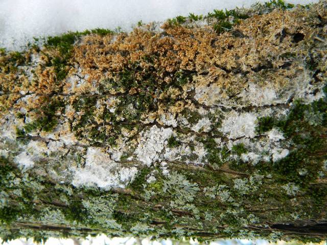 Weißer Rindenpilz, Athelia epiphylla