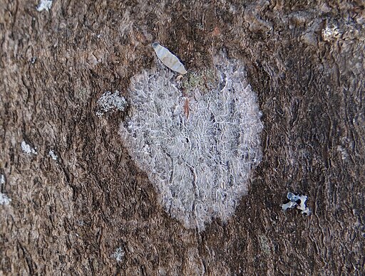Weißer Rindenpilz, Athelia epiphylla