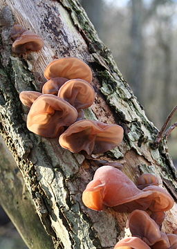Judasohr, Auricularia auricula-judae