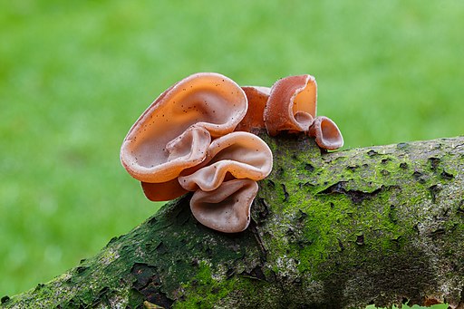 Judasohr, Auricularia auricula-judae