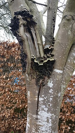 Gezonter Ohrlappenpilz, Auricularia mesenterica