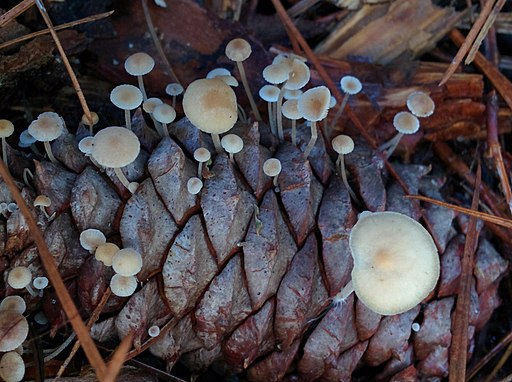 Mäuseschwanz-Rübling, Baeospora myosura