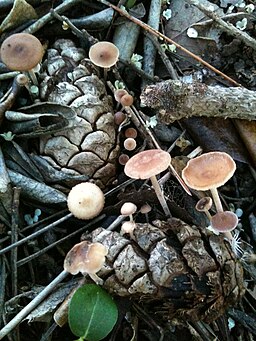 Mäuseschwanz-Rübling, Baeospora myosura