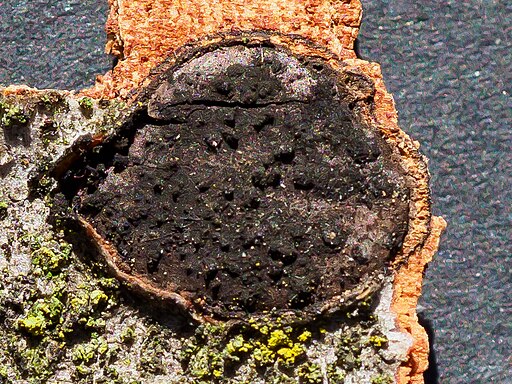 Rotbuchen-Rindenkugelpilz, Biscogniauxia nummularia