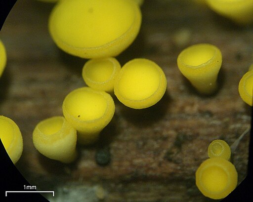 Zitronengelbes Reisigbecherchen, Bisporella citrina