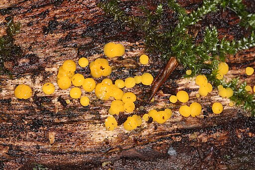Zitronengelbes Reisigbecherchen, Bisporella citrina