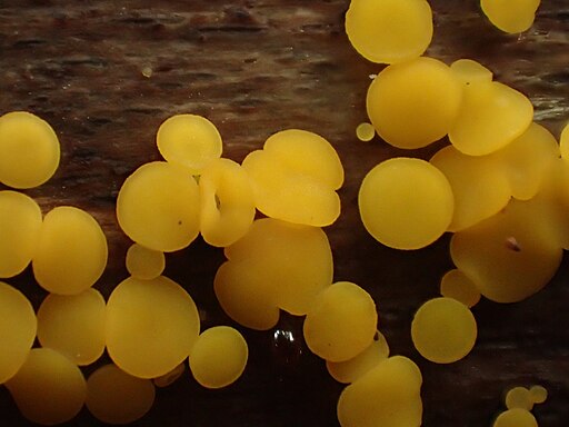 Zitronengelbes Reisigbecherchen, Bisporella citrina