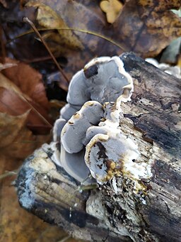 Angebrannter Rauchporling, Bjerkandera adusta