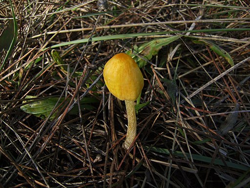 Gold-Mistpilz
