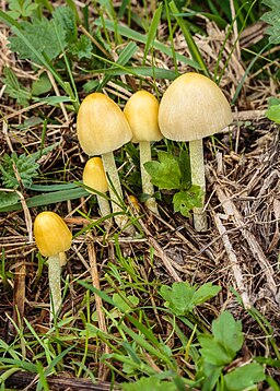 Gold-Mistpilz, Bolbitius titubans