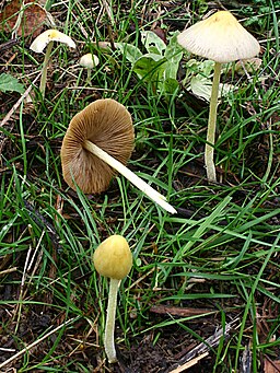 Gold-Mistpilz, Bolbitius titubans