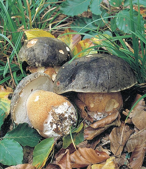 Bronze-Röhrling, Boletus aereus