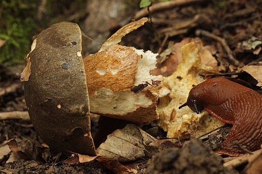Bronze-Röhrling, Boletus aereus