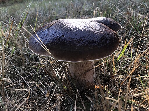 Bronze-Röhrling, Boletus aereus