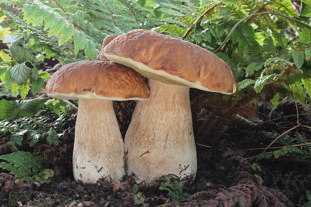 Fichten-Steinpilz