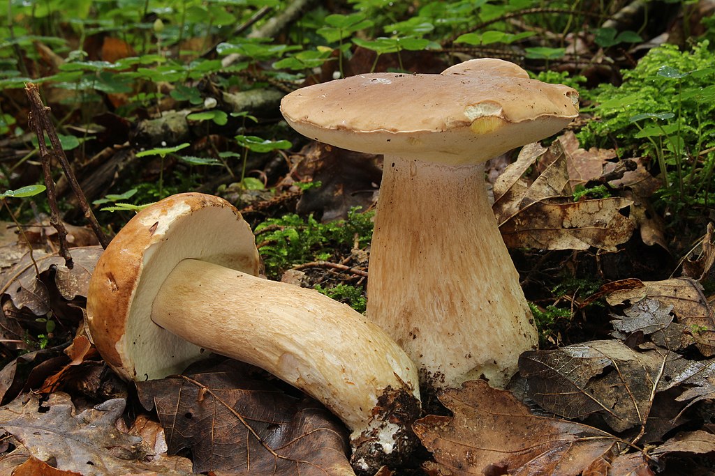 Fichten-Steinpilz, Boletus edulis