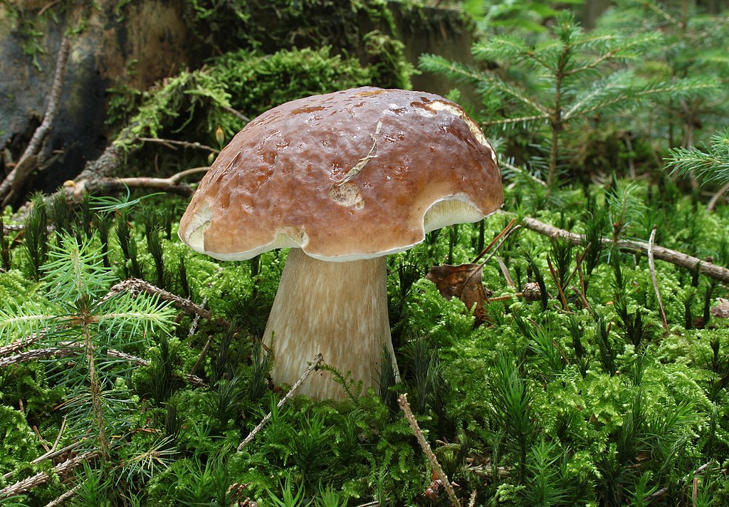 Fichten-Steinpilz, Boletus edulis