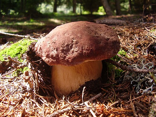 Kiefern-Steinpilz