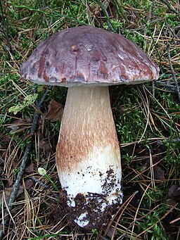 Kiefern-Steinpilz, Boletus pinophilus