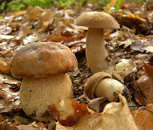 Sommer-Steinpilz, Boletus reticulatus
