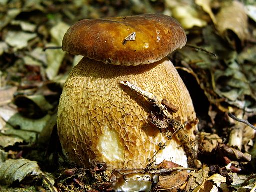 Sommer-Steinpilz, Boletus reticulatus