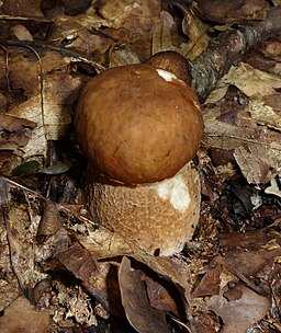 Sommer-Steinpilz, Boletus reticulatus