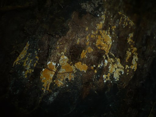 Goldgelbe Traubenbasidie, Botryobasidium aureum