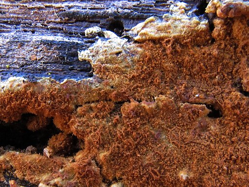 Goldgelbe Traubenbasidie, Botryobasidium aureum