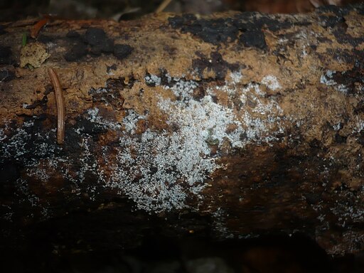 Weißliche Traubenbasidie, Botryobasidium candicans