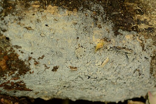 Weißliche Traubenbasidie, Botryobasidium candicans