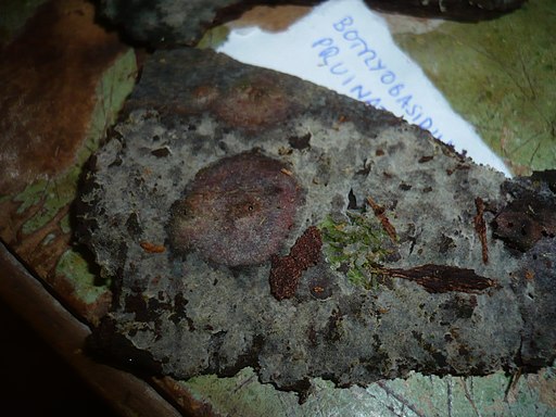 Bereifte Traubenbasidie, Botryobasidium pruinatum