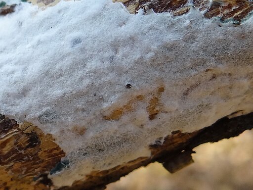 Schnallentragende Traubenbasidie, Botryobasidium subcoronatum