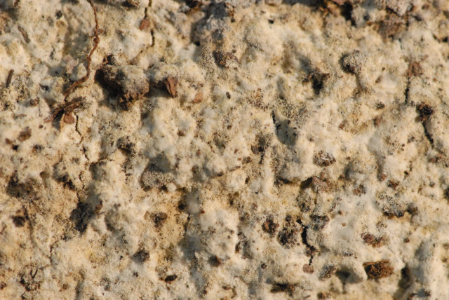 Schnallentragende Traubenbasidie, Botryobasidium subcoronatum